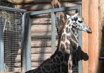 В Рижском зоопарке новая обитательница — жираф Вакилия