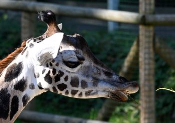 Вести из зоопарка. Вакилия всем говорит «Спасибо»