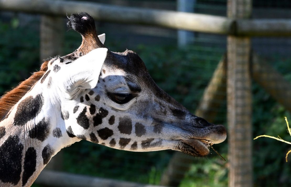 Вести из зоопарка. Вакилия всем говорит «Спасибо»