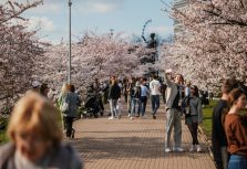 Две недели весны: зачем ехать в Вильнюс на сакуру