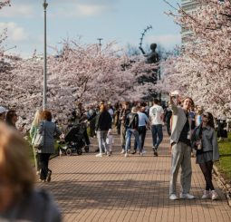 Две недели весны: зачем ехать в Вильнюс на сакуру