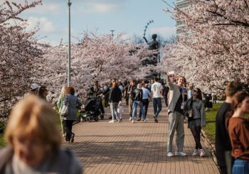 Две недели весны: зачем ехать в Вильнюс на сакуру