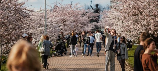 Две недели весны: зачем ехать в Вильнюс на сакуру