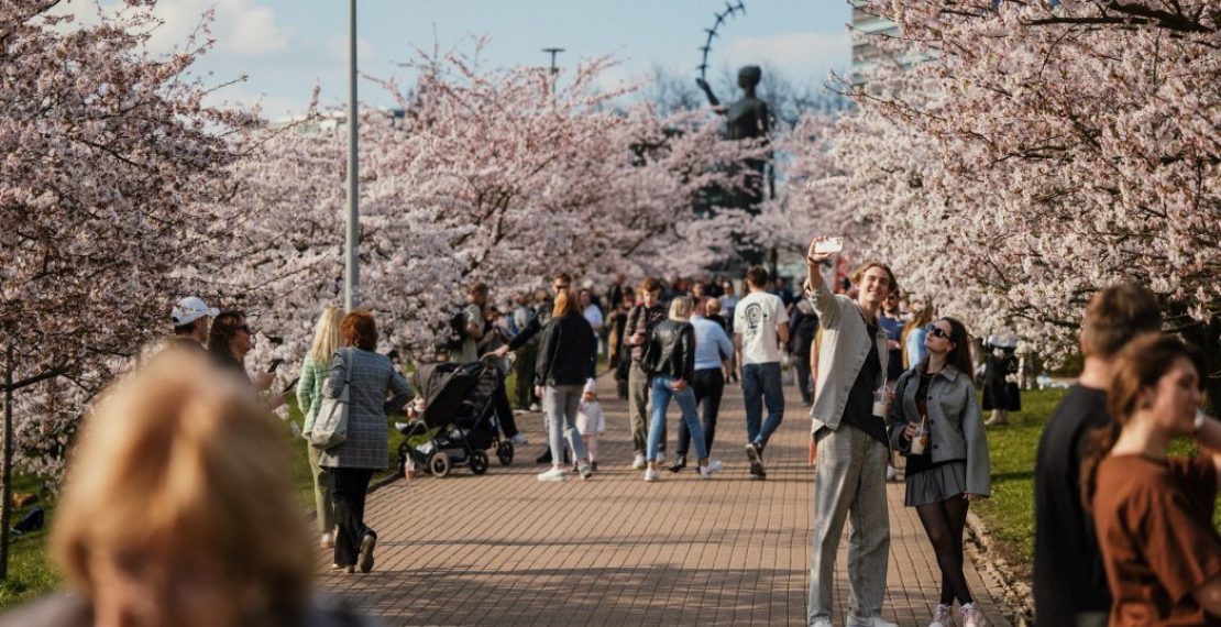 Две недели весны: зачем ехать в Вильнюс на сакуру