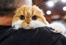 ZooExpo 2025: более 3000 животных, редкие породы и незабываемые эмоции на Кипсале