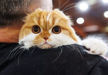 ZooExpo 2025: более 3000 животных, редкие породы и незабываемые эмоции на Кипсале