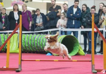 Кошки, собаки и черепахи – самая милейшая осенняя выставка ZooExpo 2022