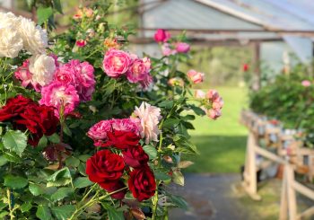 ТОП-7 ярмарки “Саду и стилю жизни”