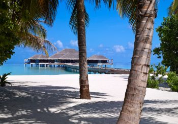 В лунном свете