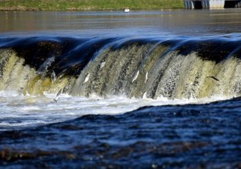 В ближайшие выходные в Кулдиге пройдет праздник Lido zivis Kuldīgā 2026