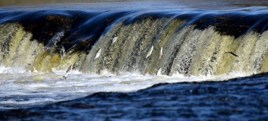 В ближайшие выходные в Кулдиге пройдет праздник Lido zivis Kuldīgā 2026