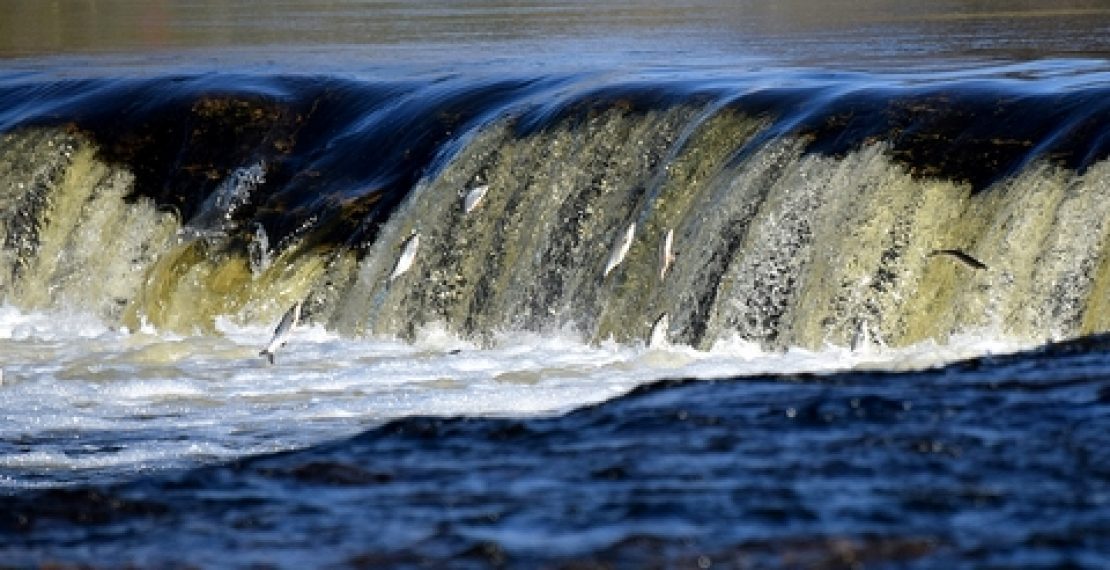 В ближайшие выходные в Кулдиге пройдет праздник Lido zivis Kuldīgā 2026