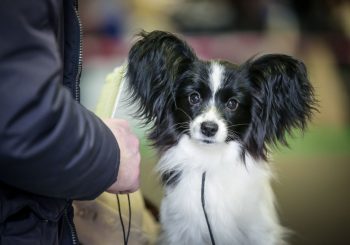 Козел Фредис и другие звери приглашают на выставку Zooexpo 2019 на Кипсале