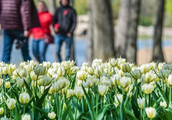 Флористы Пакруойской усадьбы: многие не знают этих фактов о тюльпанах