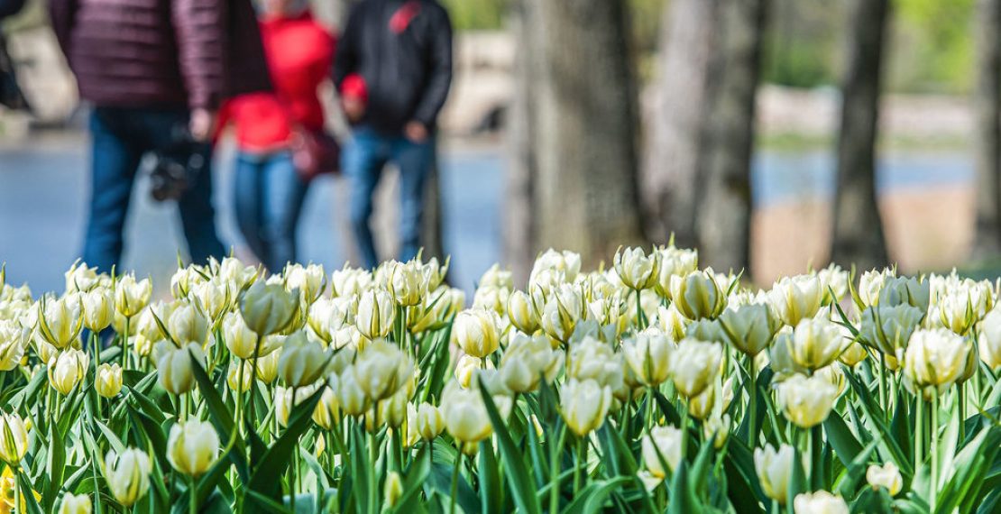 Флористы Пакруойской усадьбы: многие не знают этих фактов о тюльпанах