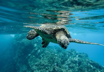 Черепаший остров: весенние путешествия с отелем Elysium, Кипр