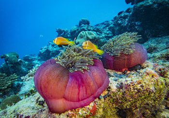 Экскурсии с морским биологом: настоящий экотуризм с отелем Mӧvenpick Resort Kuredhivaru Maldives