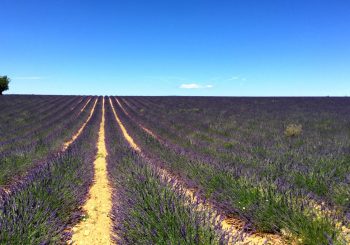 На электрических велосипедах вдоль лавандовых полей из отеля Terre Blanche Hotel Spa Golf Resort