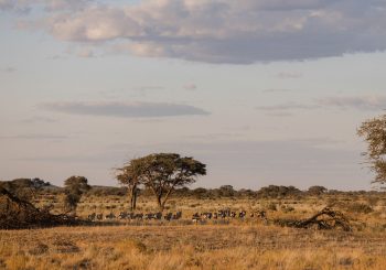 В Marula Conservation Park Namibia открылись для новых лоджа — Marula Giraffe и Marula Rhino