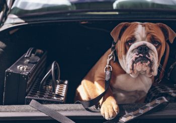 Коллекция аксессуаров для домашних питомцев от французской марки Au Départ