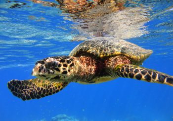 Знакомство с китовыми акулами на курорте Raffles Maldives Meradhoo