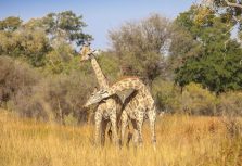 Kwando: подлинное сафари в сердце дикой Ботсваны