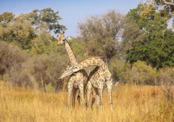 Kwando: подлинное сафари в сердце дикой Ботсваны