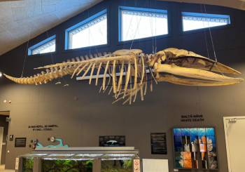 В Rīga ZOO открыта новая экспозиция – скелет горбатого кита под потолком «Zinarium»