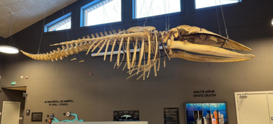 В Rīga ZOO открыта новая экспозиция – скелет горбатого кита под потолком «Zinarium»