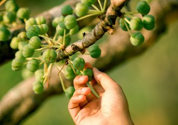 Продукты, снижающие риск депрессии: советы по питанию от Prakriti Shakti, клиники натуральной медицины в Керале