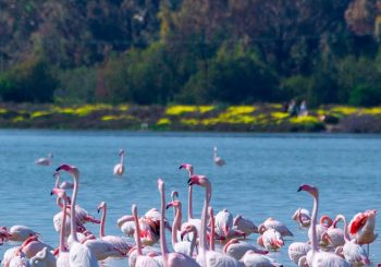 Путем фламинго: отправиться на Кипр вслед за перелетными птицами и поселиться в роскошном отеле AMARA Limassol