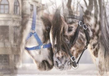 Кони и люди