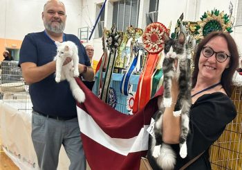 Проказницы дома, чемпионы на выставке “PetExpo 2024” – ангорские кошки