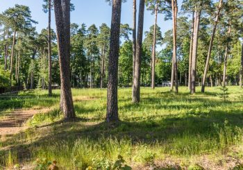 На рынке земли премиум-класса в Латвии в этом году наибольшая активность в Юрмале