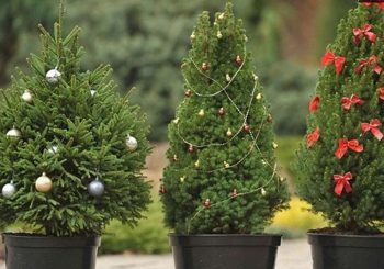 Как выбрать елочку, чтобы долго жила. Миссия невыполнима?